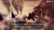 Boxer meets new puppy