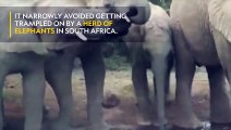 Tortoise Narrowly Avoids Being Trampled By Elephants | Nat Geo Wild