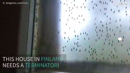 Hundreds of insects infest bedroom window