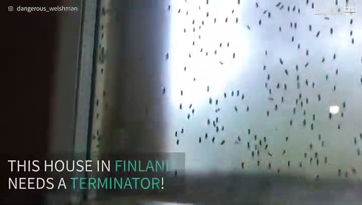 Hundreds of insects infest bedroom window