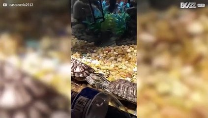 Epic turtle fight in slow motion
