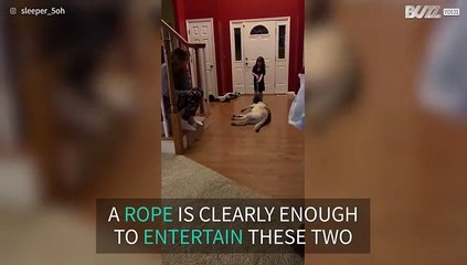 The cutest tug-of-war game ever