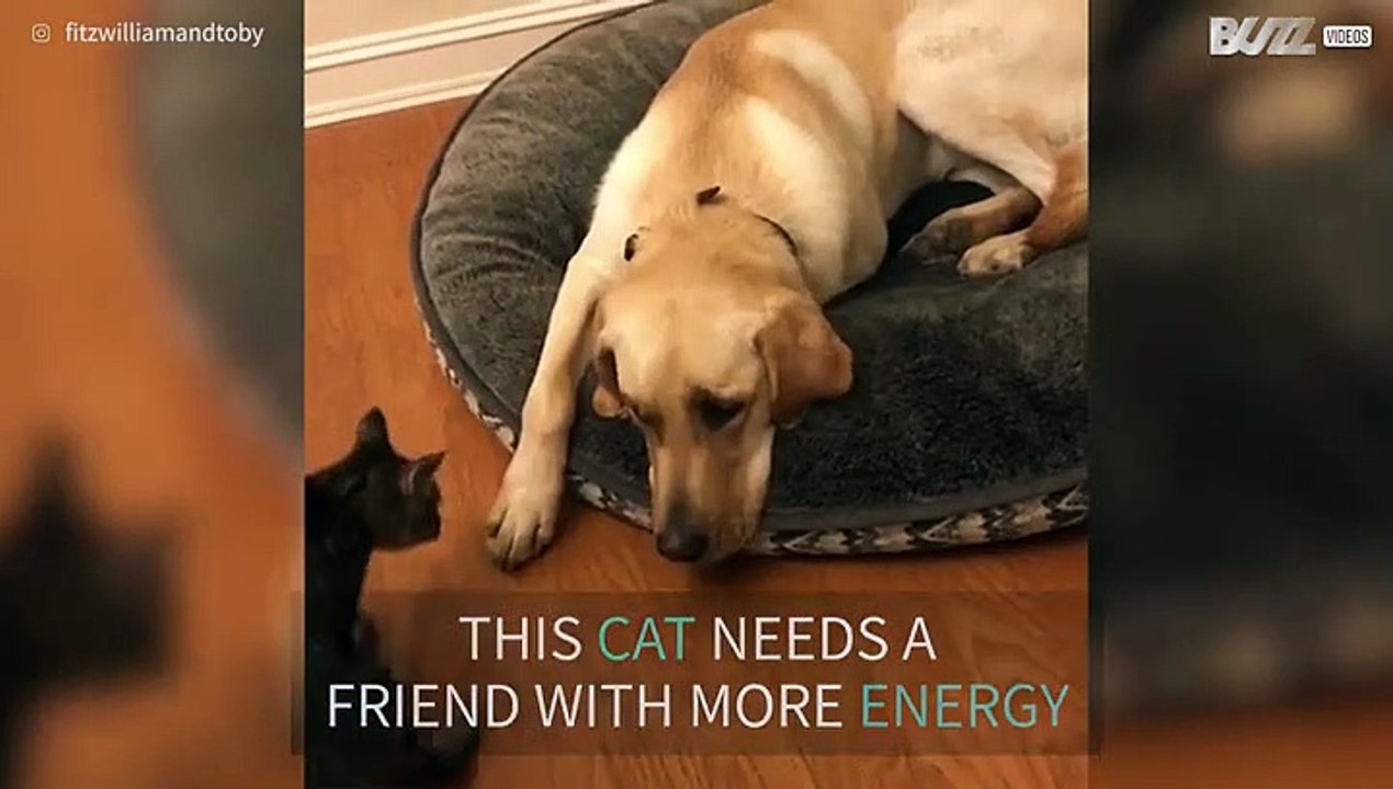 Hyper cat tries to play with sleepy dog
