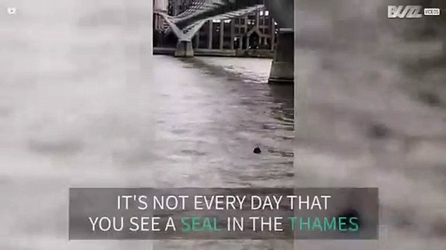 Seal spotted in the River Thames in London