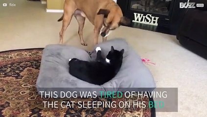 Dog kicks cat out of his bed