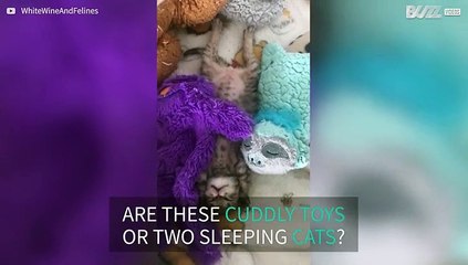 Adorable kittens snuggle up to cuddly toys