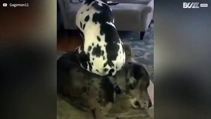 Huge dog shows little respect for its mate!