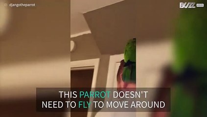 Parrot goes for hoverboard ride with owner