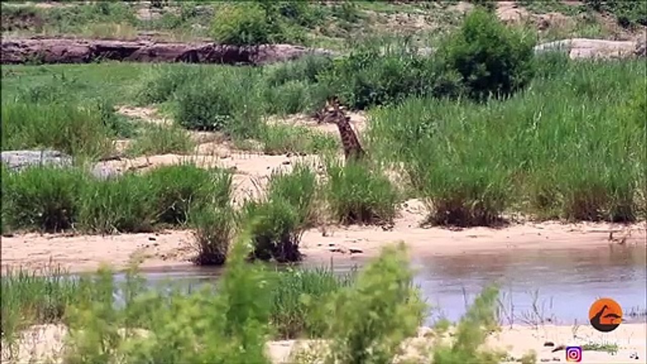 Giraffe struggles to escape crocodiles jaws
