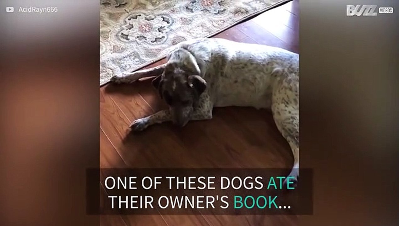 Dog chews owner's book and can't hide its shame!