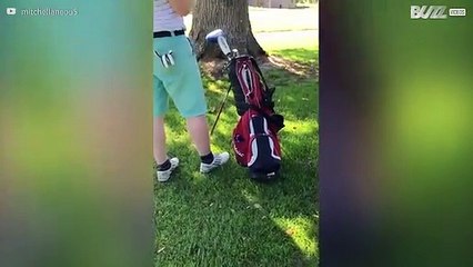 Injured fox approaches people in the hope of food