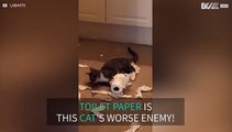 Cat completely destroys toilet roll