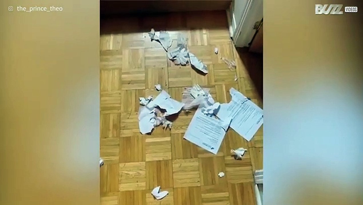 Guilty pooch in the doghouse after wrongdoing!