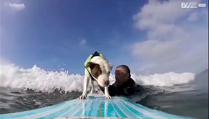 Surfing dog makes skillful recovery to avoid wipe out