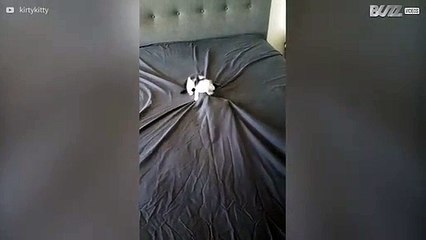 Cats "help" owner make the bed!