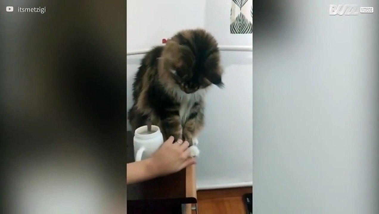 This cat has serious attitude problems!