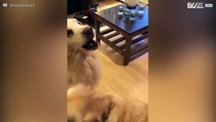 Playful dog never tires of having fun