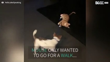 Cat grabs leash to prevent dog taking walk