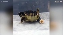 Disabled turtle gets skateboard wheels and walks again