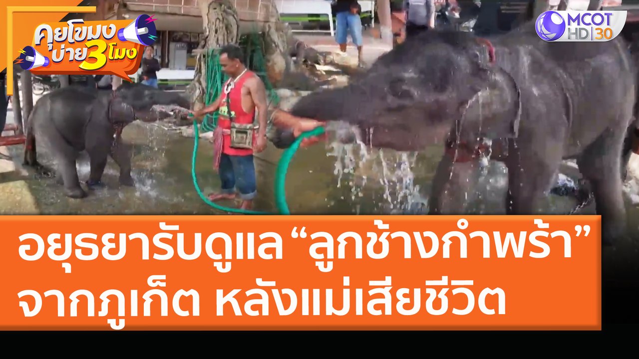 อยุธยารับดูแล “ลูกช้างกำพร้า” จากภูเก็ต หลังแม่...