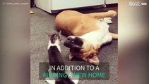 Rescued kitten and dog become best friends