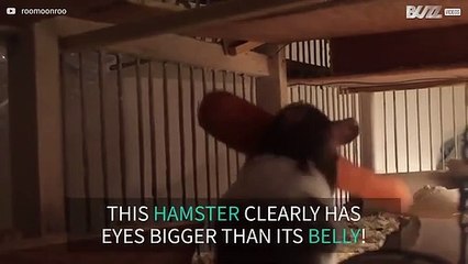 Greedy hamster loses fight with carrot!