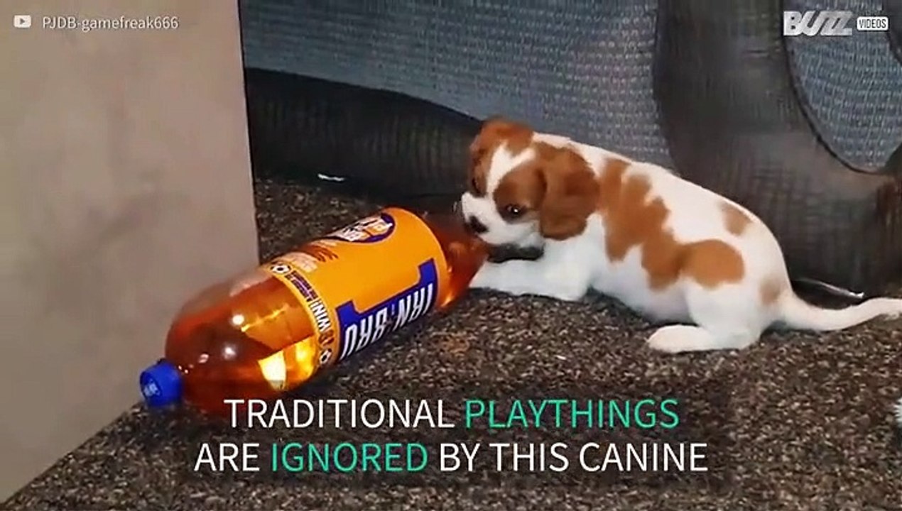 Puppy ignores soft toy to play with plastic bottle