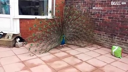 Cat loves playing with peacock's feathers