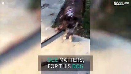 Dog is obsessed with massive sticks