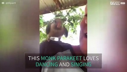 This parakeet has a lot of energy!
