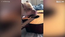 Russian pig tries to play the guitar