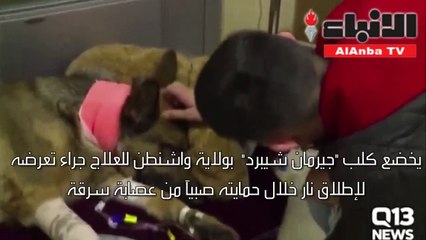 كلب يتعرض لإطلاق نار خلال حمايته صبي من لصوص