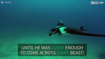 Have you ever seen a bigger manta ray?