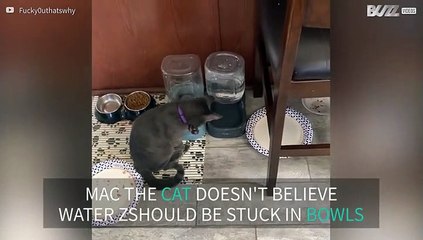 Cat loves water and spreads it everywhere