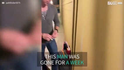 Dogs ecstatic after owner returns home from trip