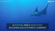 Giant manta ray and remora together