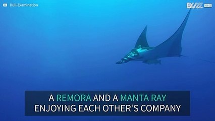 Giant manta ray and remora together