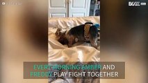 Cat and dog play fight like best friends