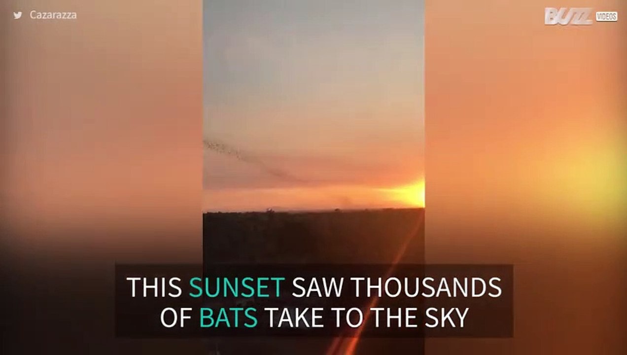 Thousands of bats fly out during magnificent sunset