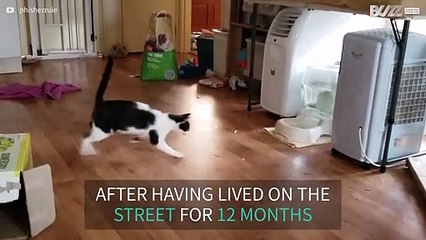 Cat endlessly entertained by laser beam