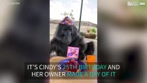 Baboon celebrates 25th birthday and devours birthday cake!