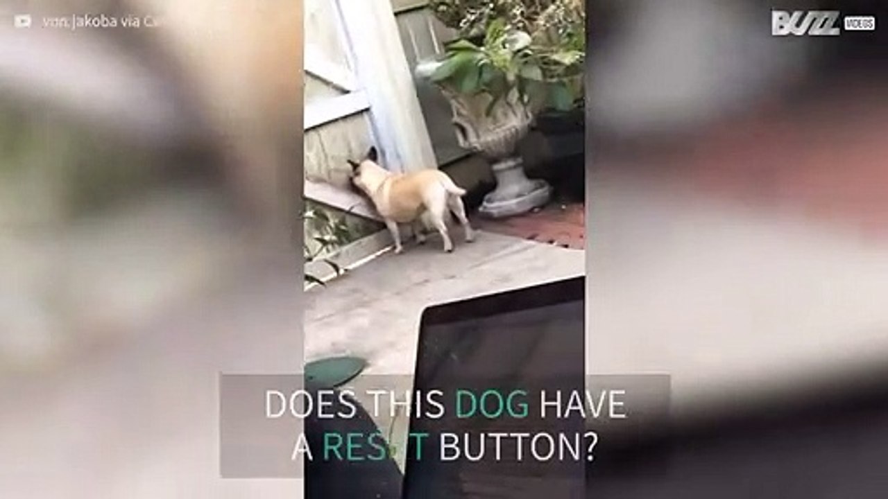 Dog has weird way of waiting for owner