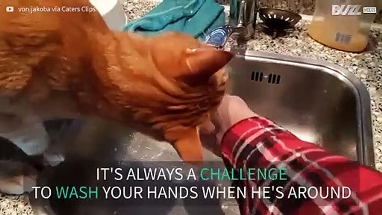 Cat drinks water every time owner washes hands