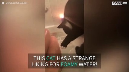 Curious kitty curious about bubble bath