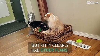 Annoying cat ruins dog's nap