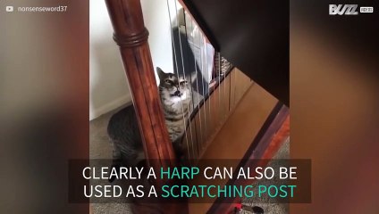 Cat thinks harp is scratching post