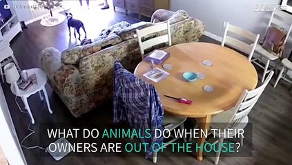 Pets left alone cause havoc in the home