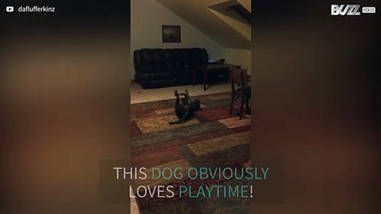 Dog overjoyed at playtime!