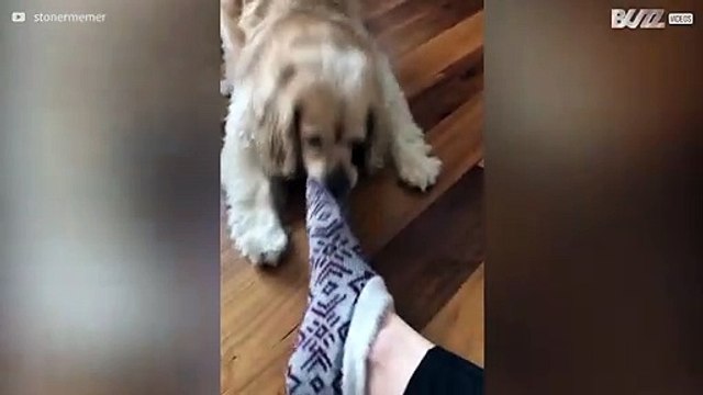 Dog loves to steal socks off feet!