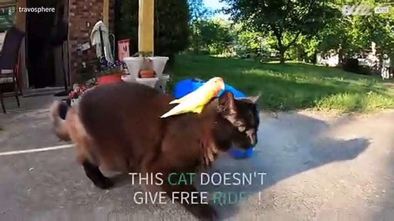 Bird rides cat bareback as if in a rodeo